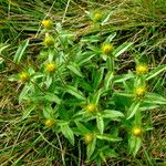 Pentanema hirtum Habit