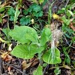 Arctium nemorosum Habit