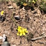 Brassica fruticulosa Cvet