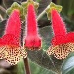 Kohleria amabilis ফুল