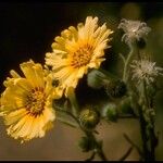 Madia elegans Flower