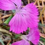 Dianthus balbisiiКветка