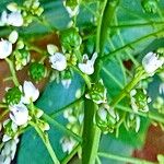 Xiphidium caeruleum Flower