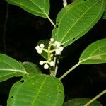 Miconia cooperi Leaf