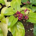Clerodendrum trichotomum 叶