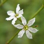 Lythrum lineare Flower