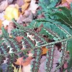 Dryopteris uniformis Leaf