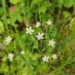 Saxifraga rotundifoliaBlüte