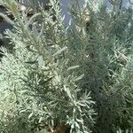 Artemisia ludoviciana Blad