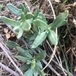 Helianthemum squamatum Hoja
