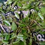 Catha edulis Φύλλο