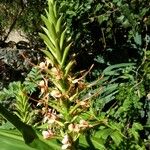 Hedychium coccineum 整株植物