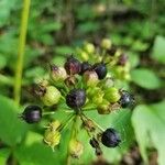 Aralia nudicaulis Frukto