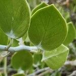 Capparis cartilaginea Leaf