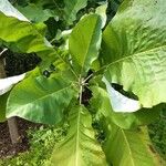 Magnolia macrophylla Leaf