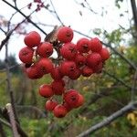 Sorbus intermedia ফল