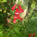 Penstemon hartwegii Blomma