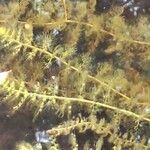 Utricularia vulgaris Likasa