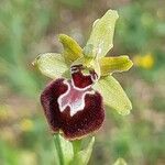 Ophrys provincialis Çiçek