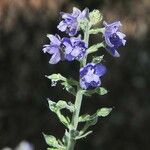 Delphinium staphisagria Kukka