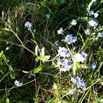 Myosotis asiatica Flor