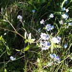 Myosotis asiatica Fiore