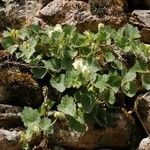 Asarina procumbens Habitus