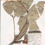 Lithocarpus urceolaris Otro
