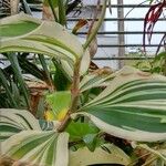 Cheilocostus speciosus Blatt
