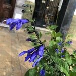 Salvia patens Kwiat