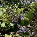 Vitis riparia x Vitis rupestris Other