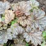 Heuchera americana 葉