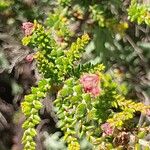 Erica mannii Otro