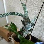 Aechmea fasciata List