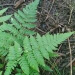 Dryopteris carthusiana برگ