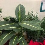 Dieffenbachia oerstedii Liść