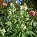 Scutellaria incanaFlower