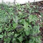 Scutellaria purpurascens Leaf