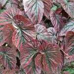 Begonia brevirimosa Leaf