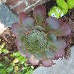 Aeonium arboreumList