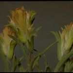 Castilleja arachnoidea Staniste