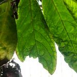 Columnea medicinalis 葉