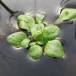 Callitriche stagnalis Leaf