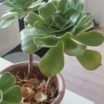 Aeonium castello-paivae Likasa