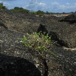 Euploca filiformis Habitat