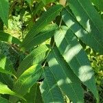 Juglans nigra Likasa
