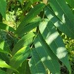 Juglans nigra List