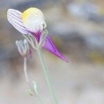Linaria pedunculata പുഷ്പം