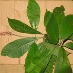 Isertia spiciformis Leaf