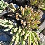 Stapelia grandiflora Leaf